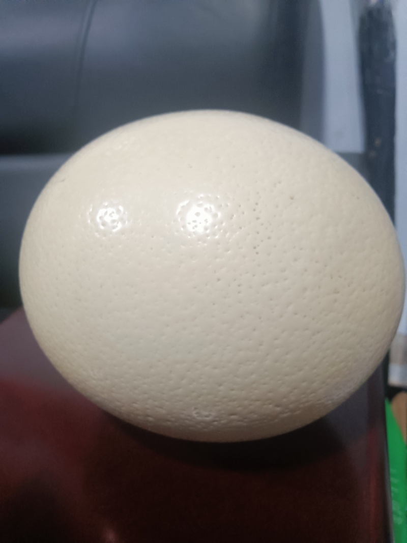 我有鸵鸟蛋要出售