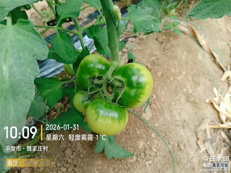草莓西红柿，口感非常好
