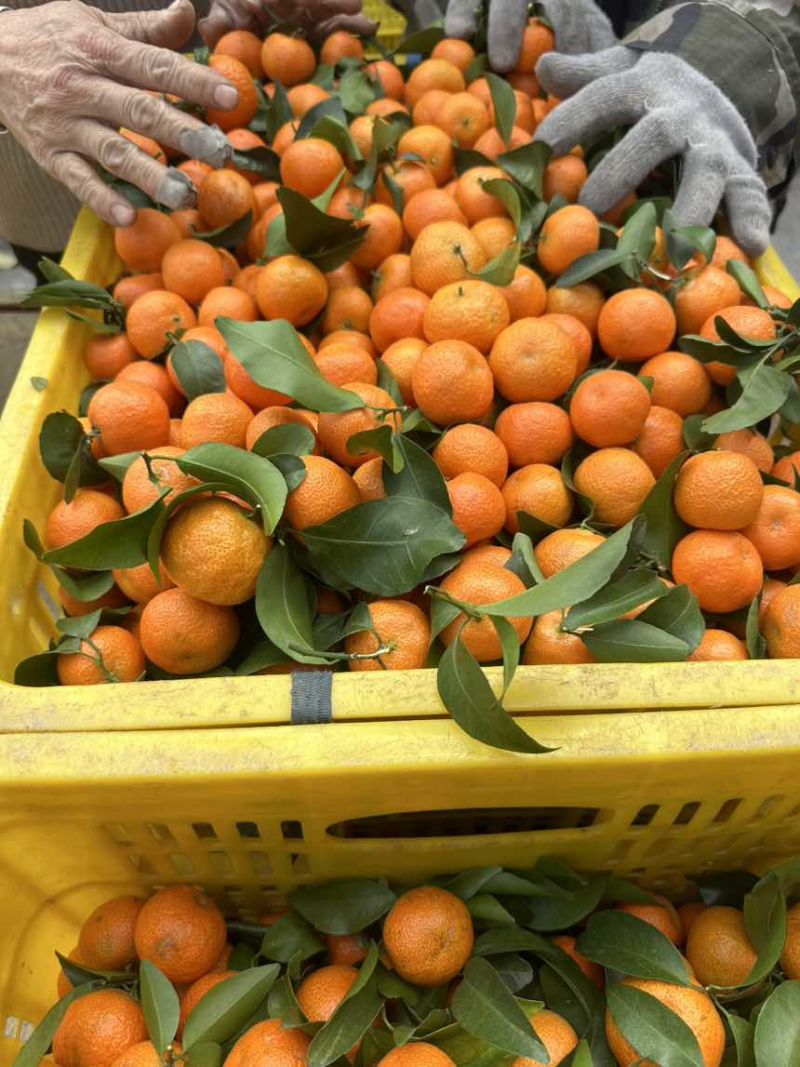 广西桂林砂糖橘