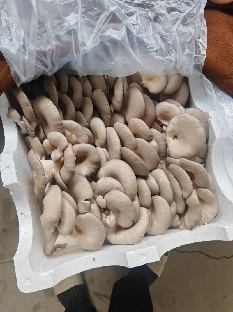 蘑菇