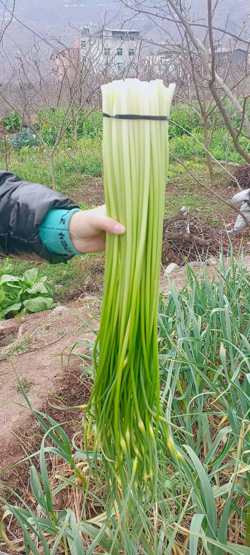 白帽蒜苔大量现货，鲜货，长度70左右