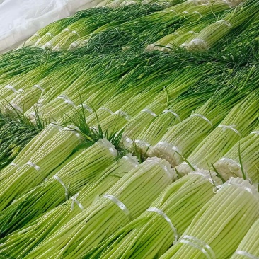 白帽蒜苔大量现货，鲜货，长度70左右