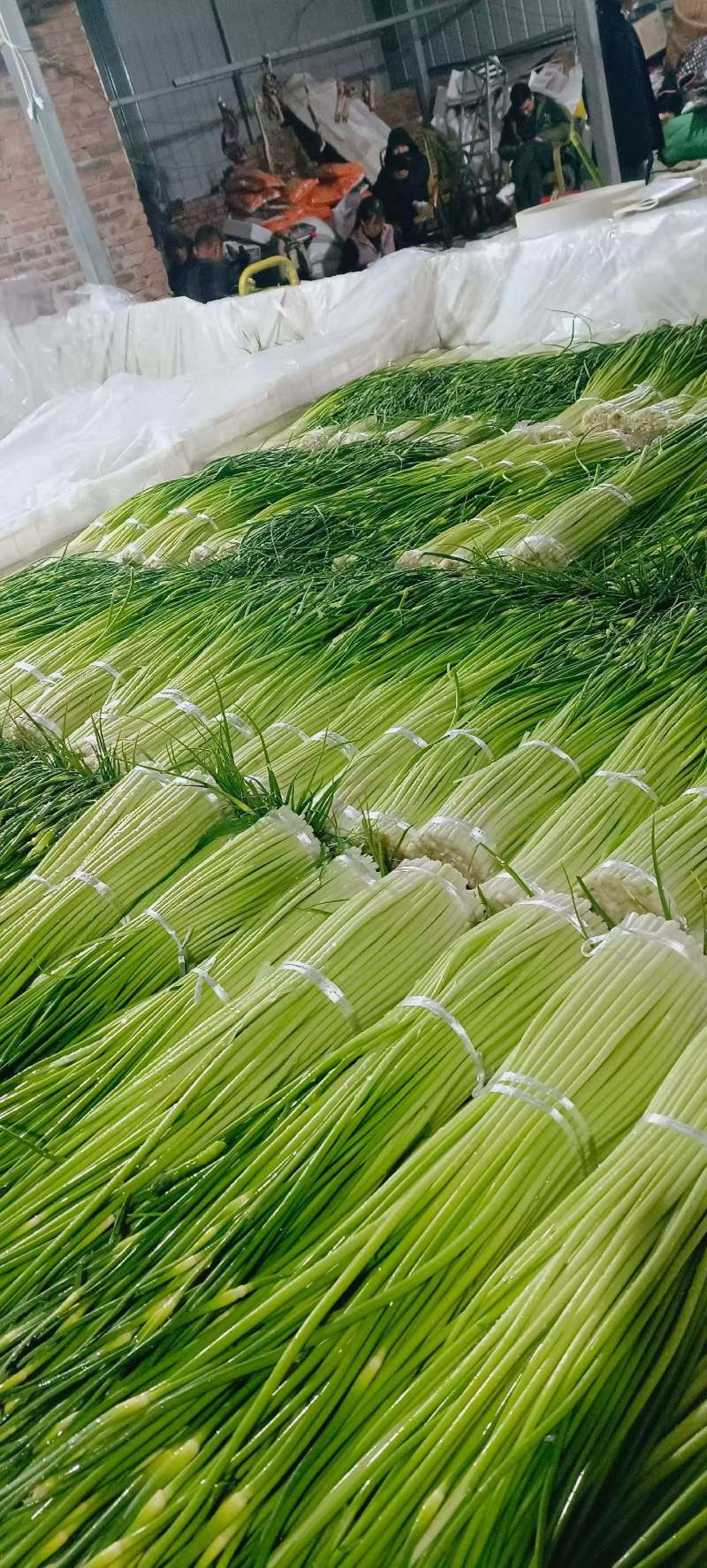 白帽蒜苔大量现货，鲜货，长度70左右