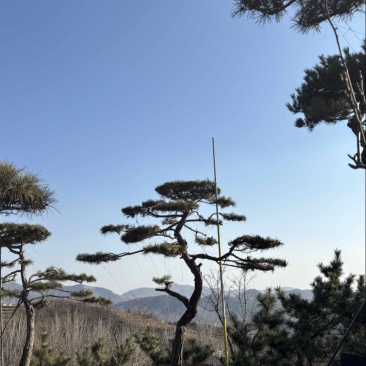 S弯美人造型松，基地一手货源