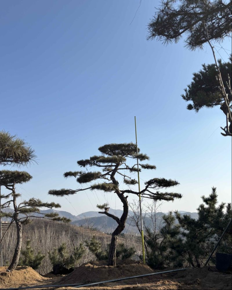 S弯美人造型松，基地一手货源