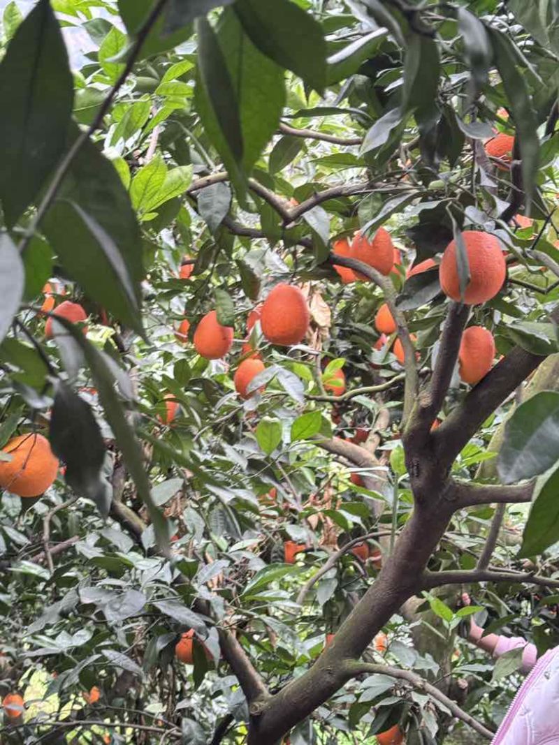 奉节脐橙