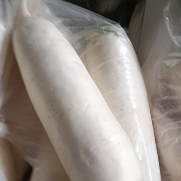 长白萝卜