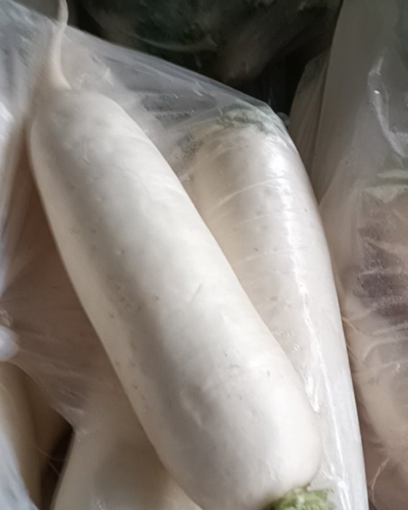 长白萝卜