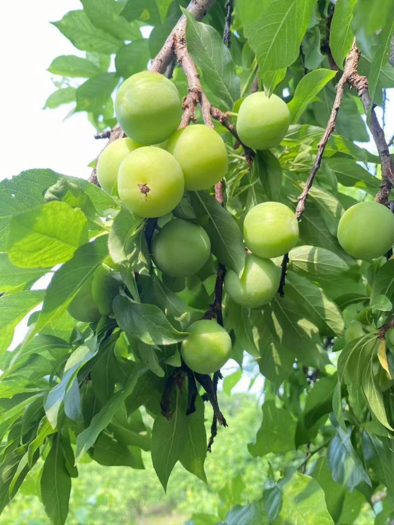 三月李青脆李抖音pdd淘宝各大平台一件代发