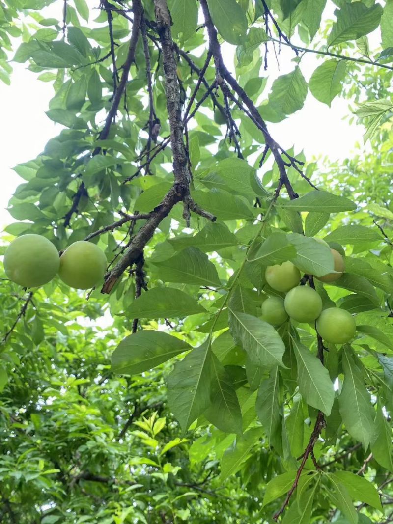 三月李青脆李抖音pdd淘宝各大平台一件代发