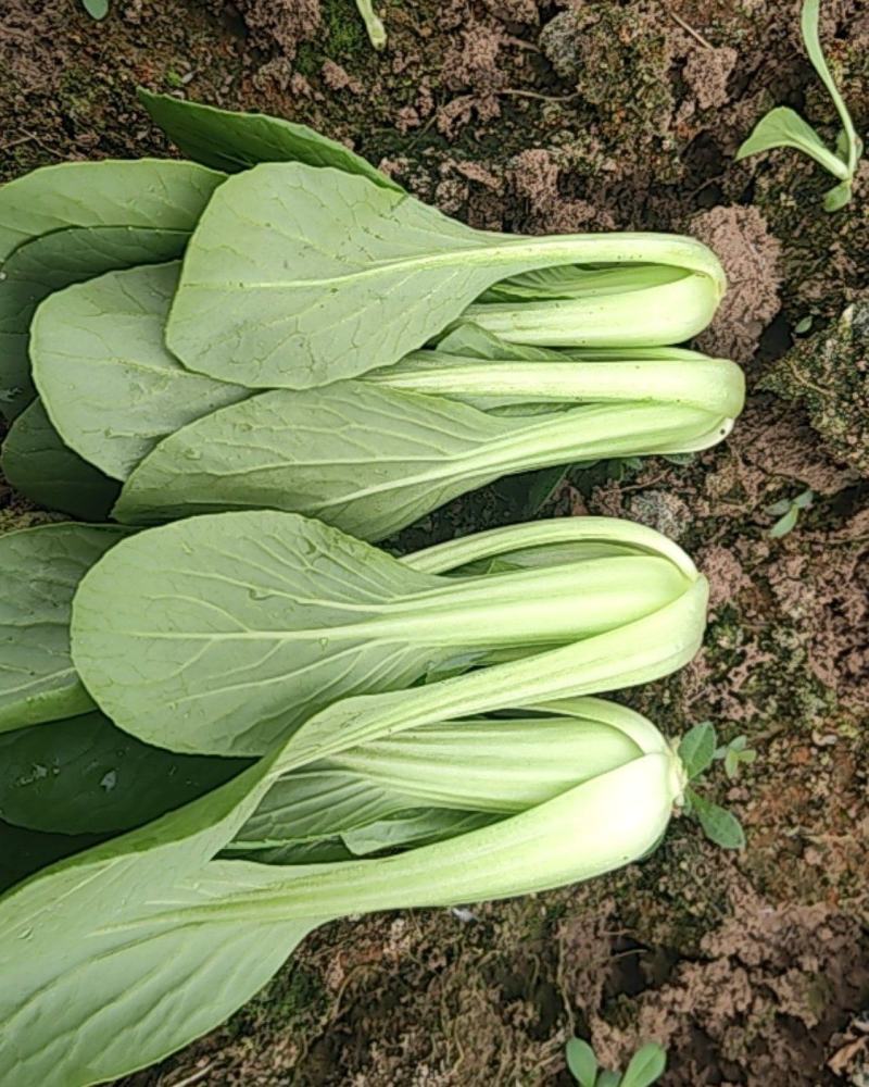 小青菜