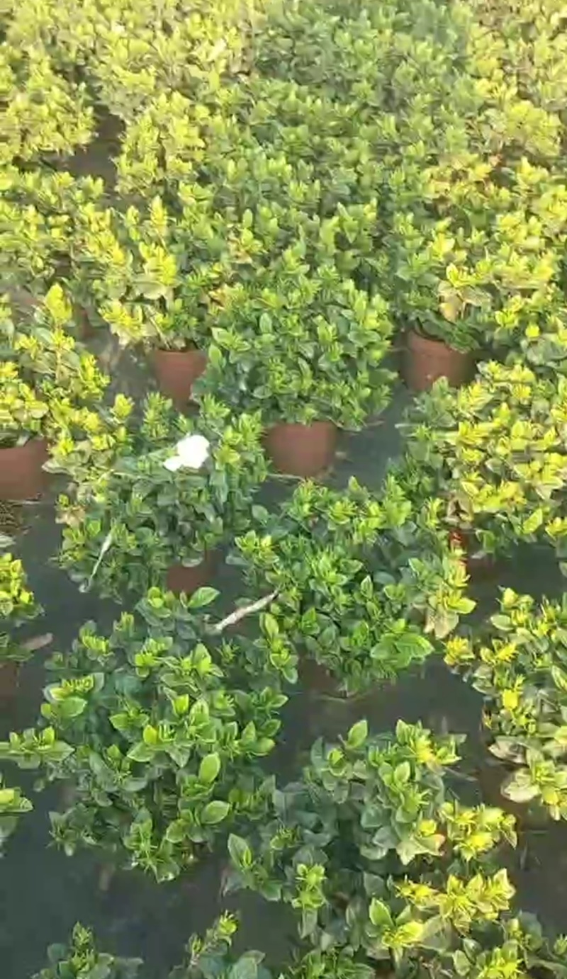 栀子花种植批发基地！