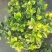 栀子花种植批发基地！