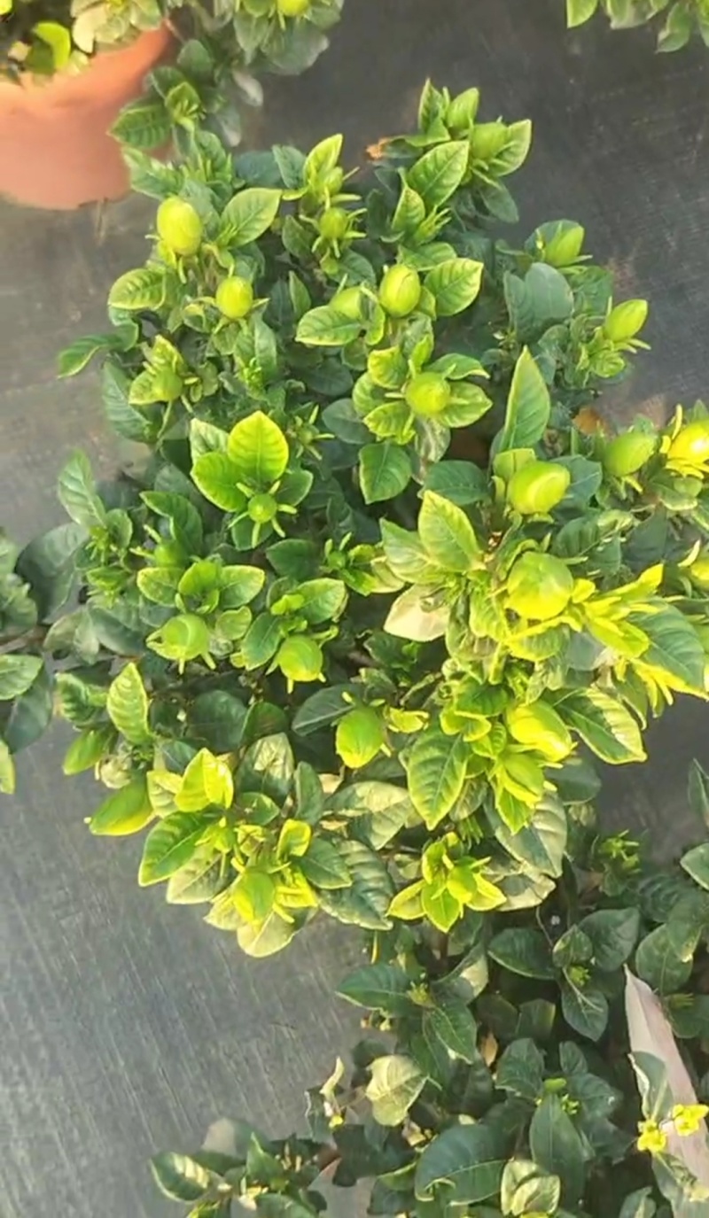 栀子花种植批发基地！