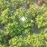 栀子花种植批发基地！