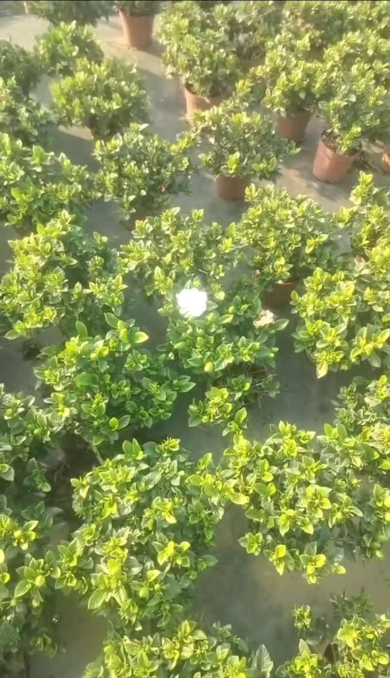 栀子花种植批发基地！