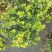 栀子花种植批发基地！
