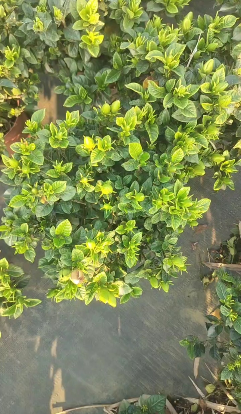 栀子花种植批发基地！