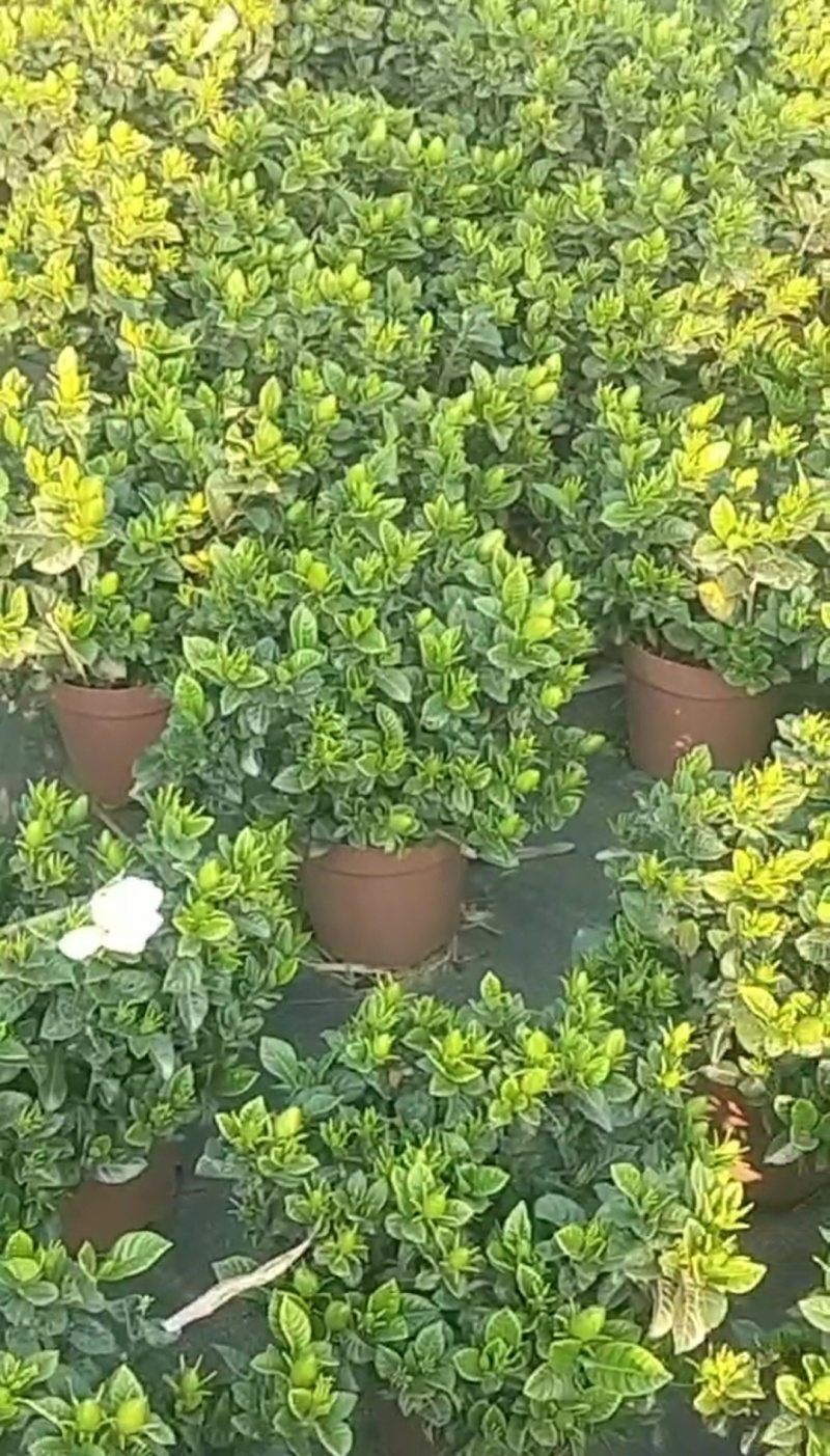 栀子花种植批发基地！