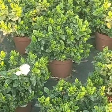 栀子花种植批发基地！