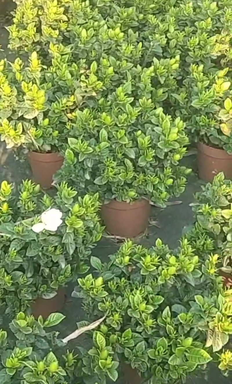 栀子花种植批发基地！