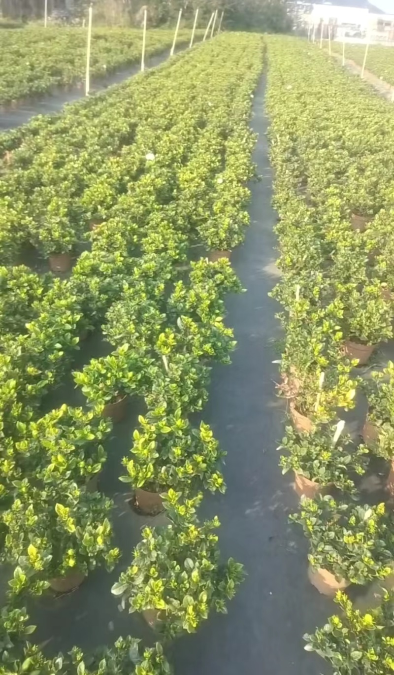 栀子花种植批发基地！