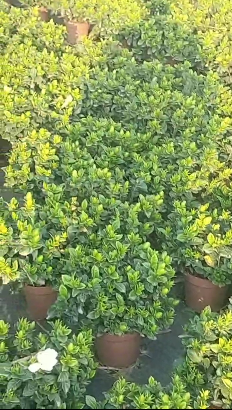 栀子花种植批发基地！
