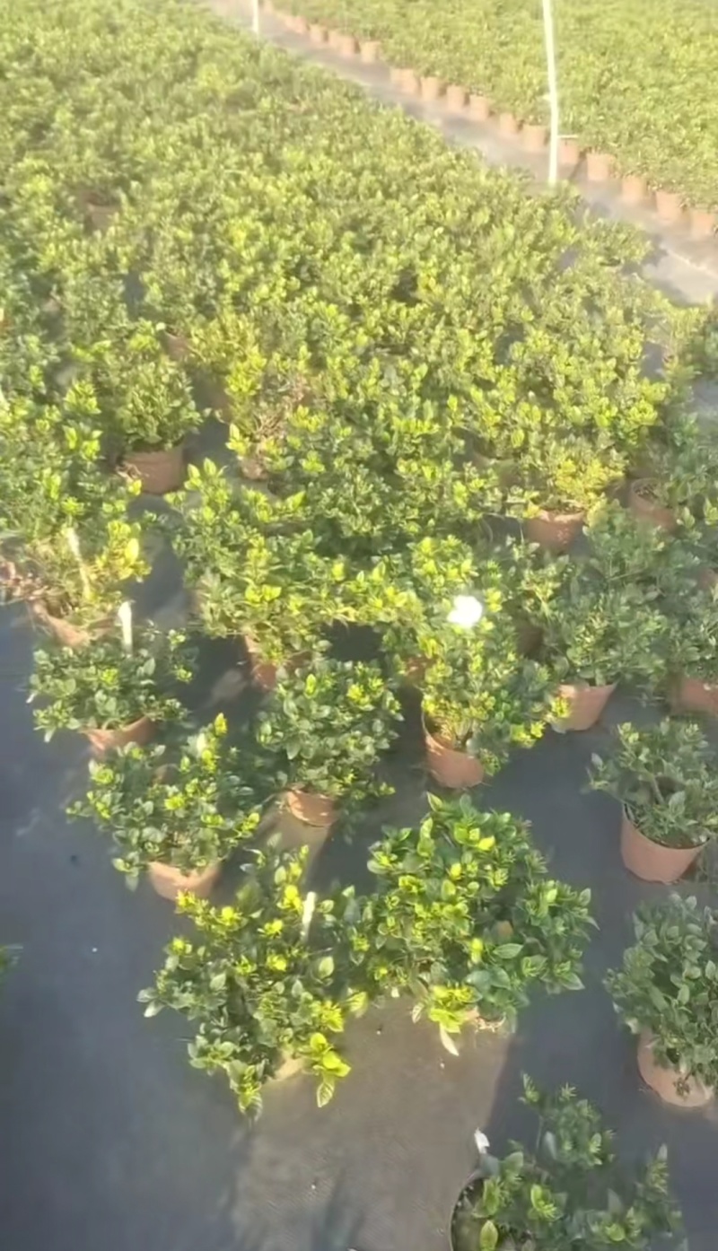 栀子花种植批发基地！