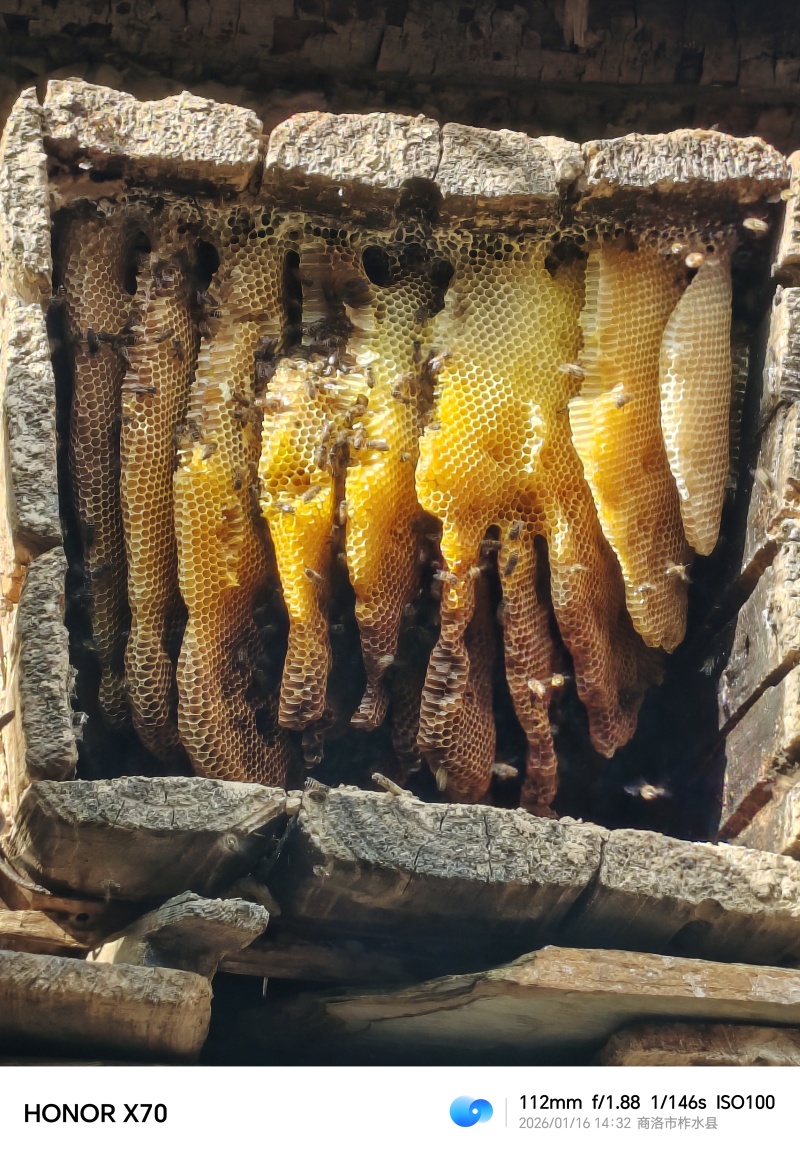 山里的士蜂蜜