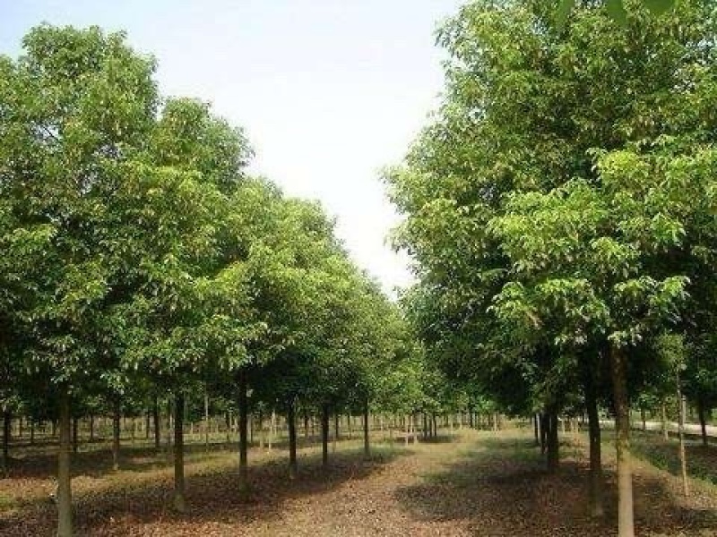 香樟树，朴树12-14公分，总计1000棵