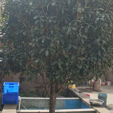 桂花树