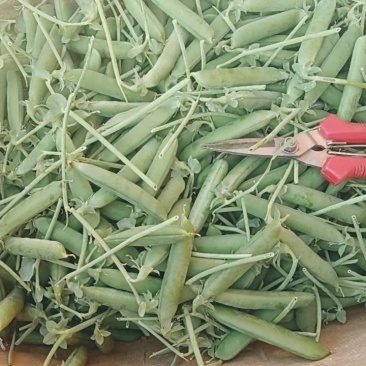 云南甜脆豌豆