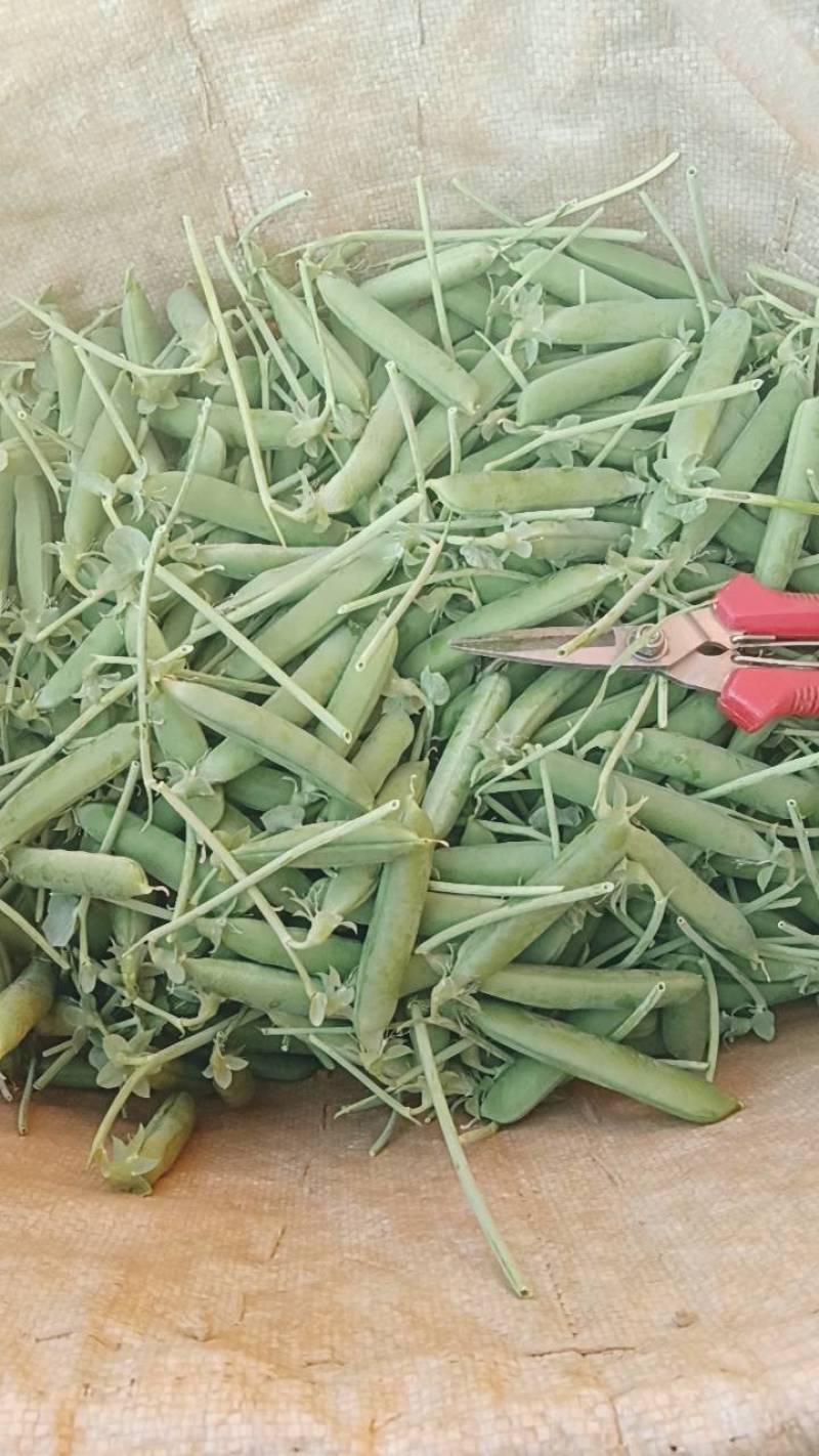云南甜脆豌豆
