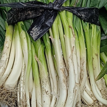 阜阳中葱