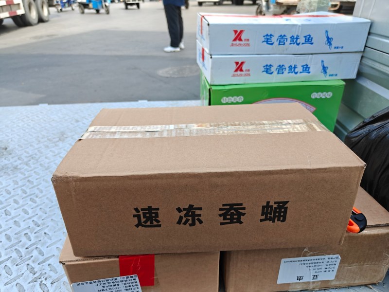 金丝蛹
