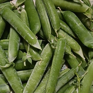 云南长寿仁甜豌豆荚，豌豆米