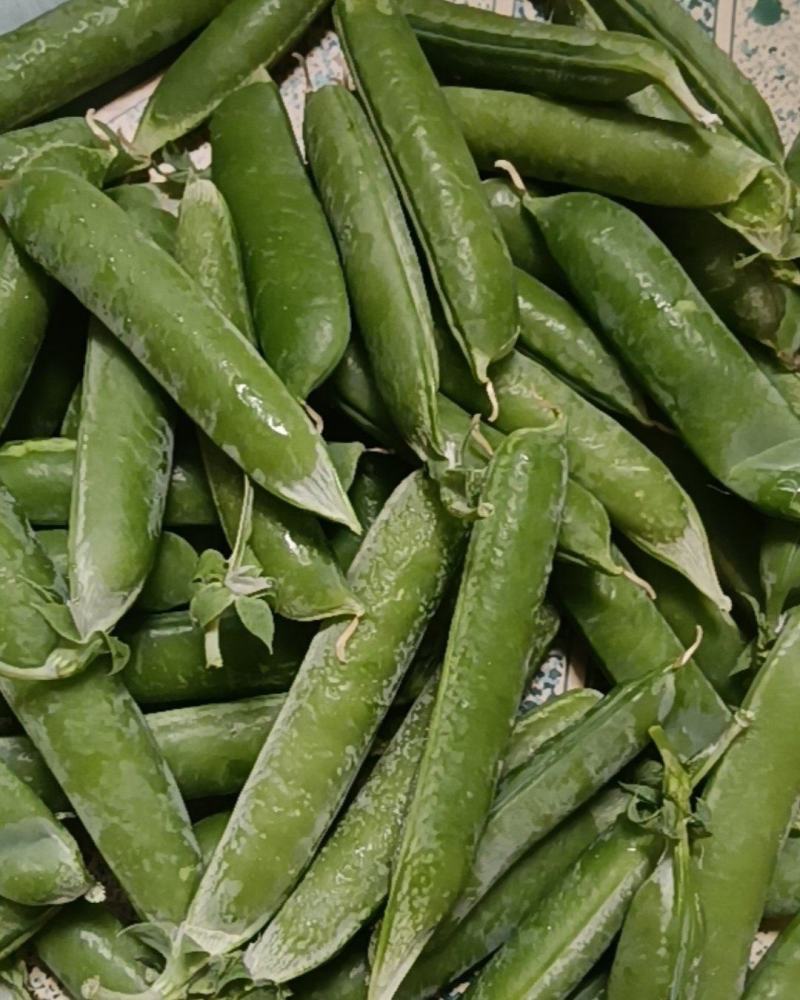 云南长寿仁甜豌豆荚，豌豆米