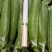 云南长寿仁甜豌豆荚，豌豆米
