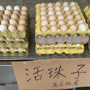 新鲜的13天活珠子，是俺自己家炕的，个头都很大，颗颗饱满