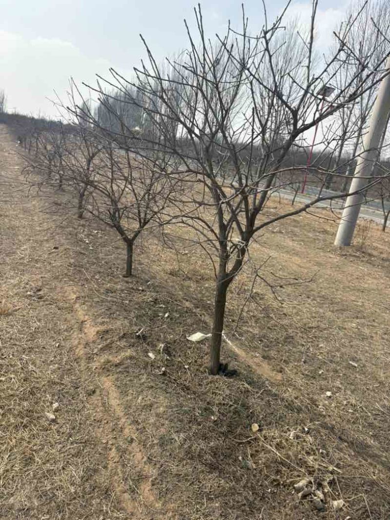文冠果树苗文冠花2至18公分全部有货10000棵请直接致电