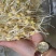 贵州纯绿色***剂黄豆芽和豌豆芽