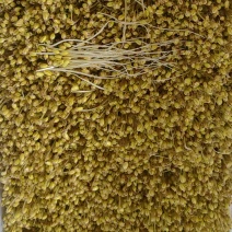 贵州纯绿色***剂黄豆芽和豌豆芽