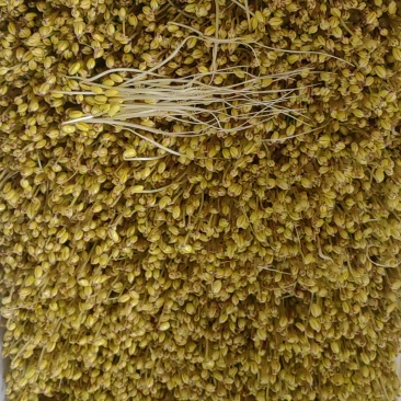 贵州纯绿色***剂黄豆芽和豌豆芽