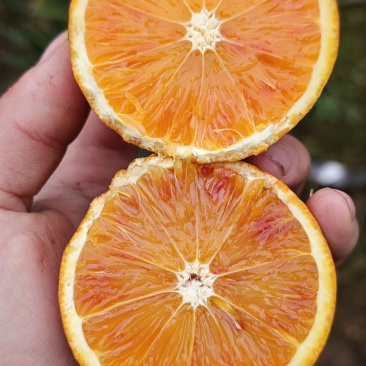 血橙