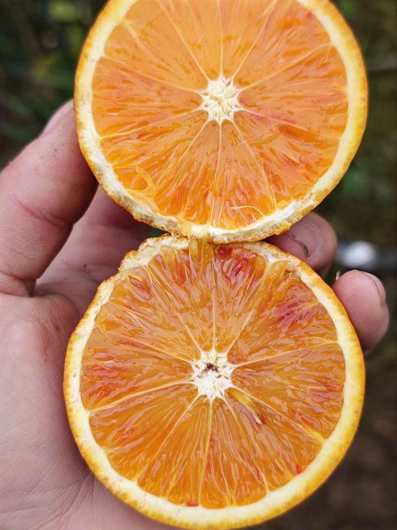 血橙