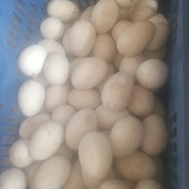无饲料喂养的农村笨鹅蛋