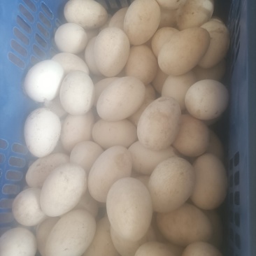 无饲料喂养的农村笨鹅蛋