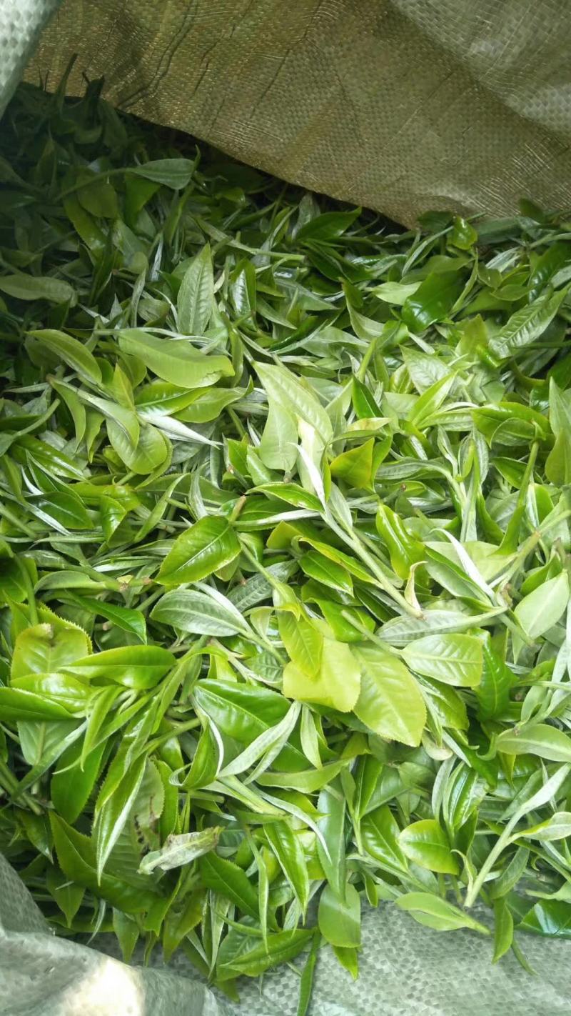茶叶毛料