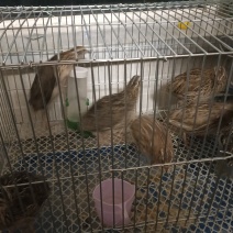 活鹌鹑