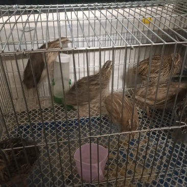 活鹌鹑
